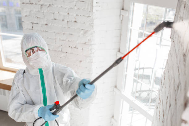 Professional Mold Removal in Marianne, PA